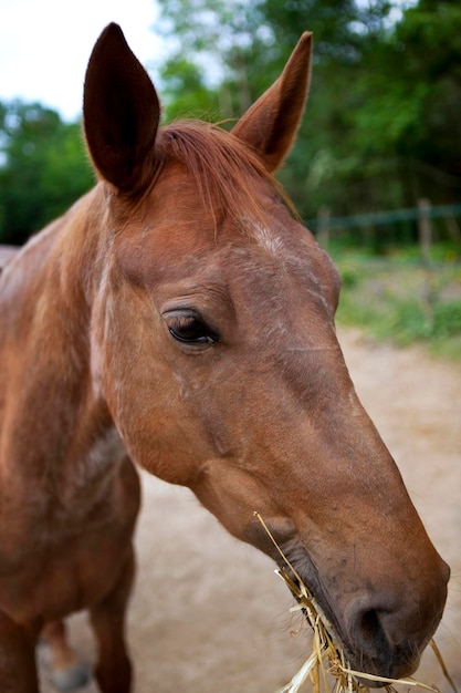 Close up of a foal