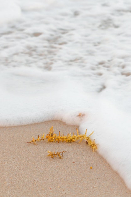 Foto prossimo piano della schiuma sulla riva della spiaggia