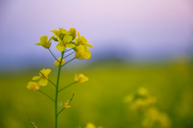 Close-up Focus Een mooie bloeiende gele koolzaad bloem met wazige achtergrond