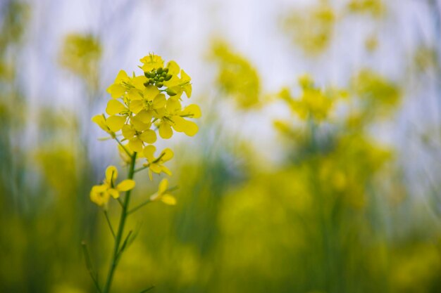 Close-up Focus Een mooie bloeiende gele koolzaad bloem met wazige achtergrond