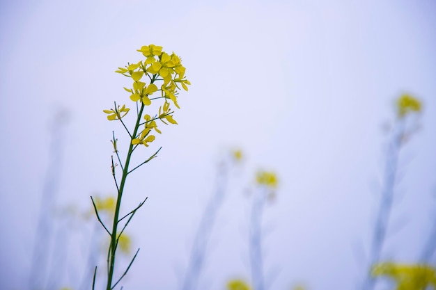 Close-up Focus Een mooie bloeiende gele koolzaad bloem met wazige achtergrond