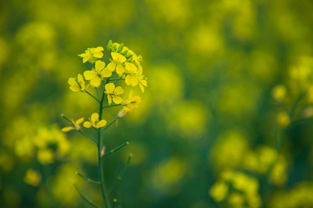 Close-up Focus Een mooie bloeiende gele koolzaad bloem met wazige achtergrond