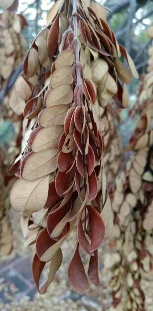 Close-up of food on tree