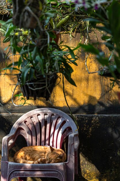 Photo close-up of a food on the wall