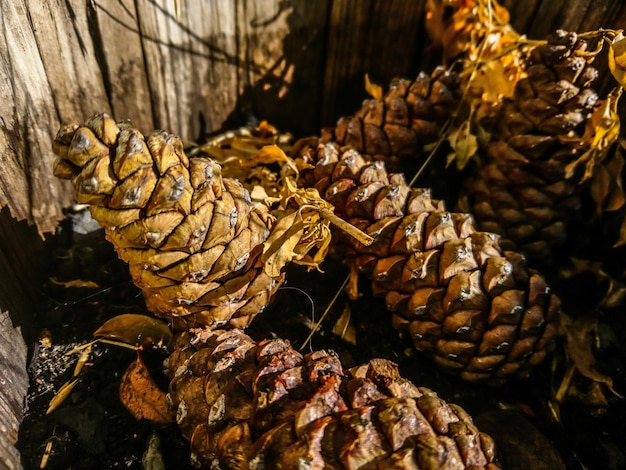 Photo close-up of food