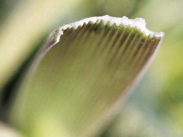 Foto prossimo piano del cibo