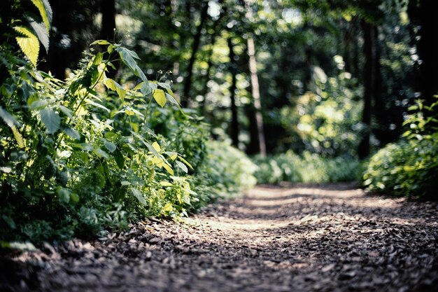 Close-up of footpath amidst trees