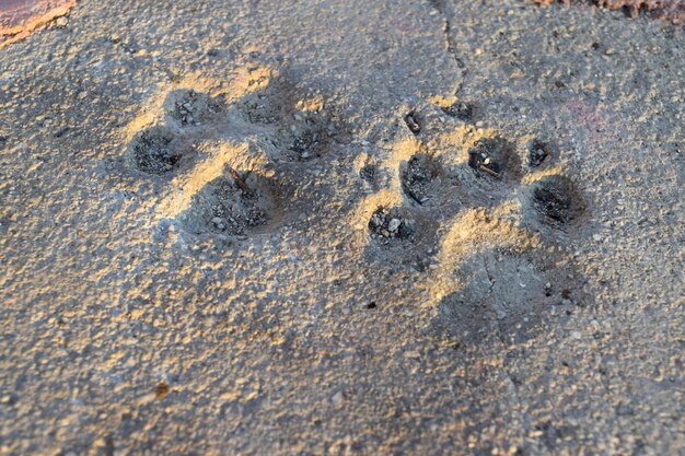 Photo close-up of footprint