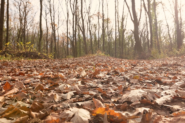 Primo piano sentiero nel bosco autunno