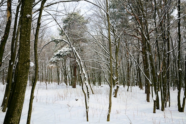 Крупным планом на лес зимой