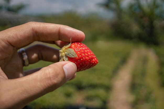 Close-up foto aardbeien vasthouden door boer tijdens het oogstseizoen op de achtertuin Malang