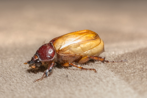 Close-up foto&#39;s Cockchafer