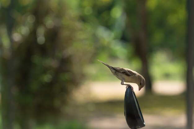 Close-up foto&#39;s Passer montanus