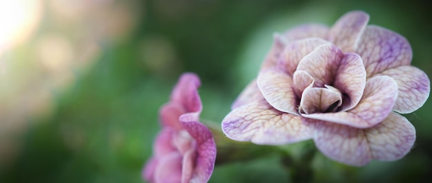 Close-up foto's van de roos Double Impatiens zijn populaire eenjarigen in de tuin