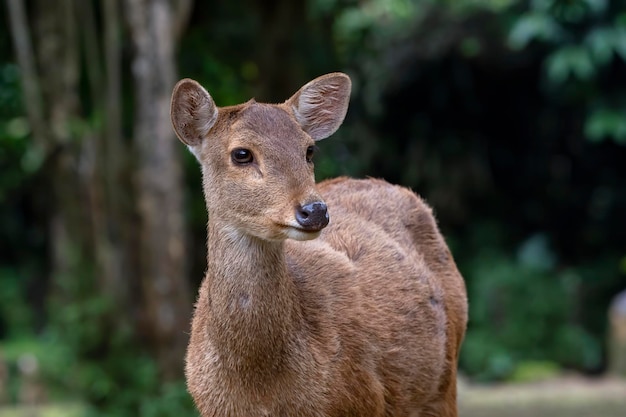 Close-up foto's van vrouwelijke sambar herten