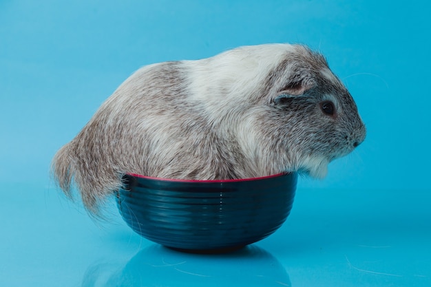 Close-up foto van amerikaanse cavia op blauwe achtergrond Premium Foto