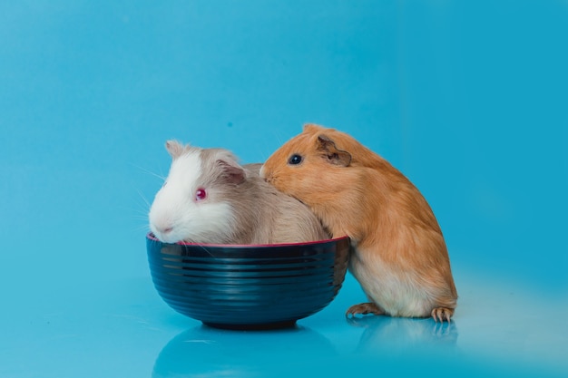 Close-up foto van amerikaanse cavia op blauwe achtergrond Premium Foto