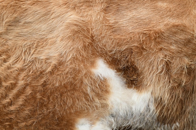 Close-up foto van bruinachtig rode vacht van een koe