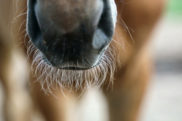 Close-up foto van de neus, neusgaten en mond van een veulen