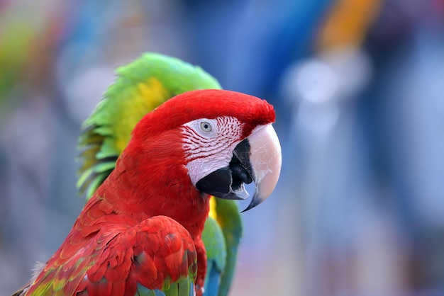 Close-up foto van een ara papegaaien