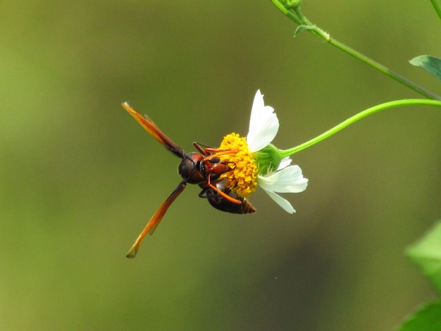 Close-up Foto van een bijen Heterogyna op een witte bloem met een gele stamper