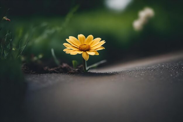 Close-up foto van een bloem die uit een weg groeit