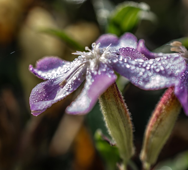 Close-up foto van een bloem met dauwdruppels