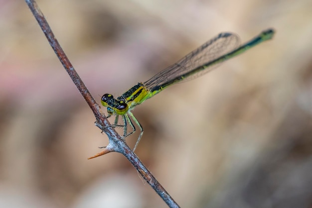 Foto close-up foto van een damselfly die in de schaduw rust