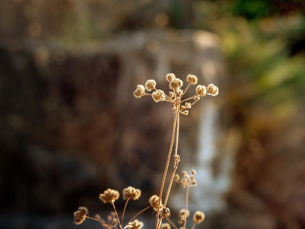 Close-up foto van een droge plant in de wei 's avonds