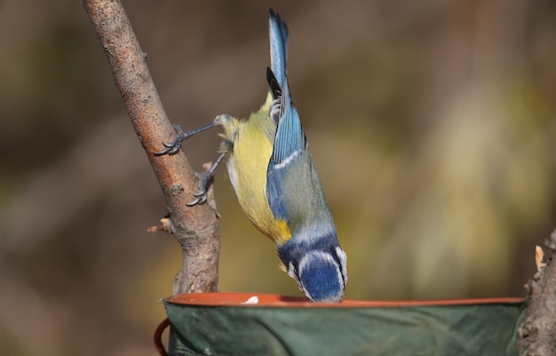 Close-up foto van een euraziatische pimpelmees (cyanistes caeruleus) in de buurt van de feeder en op een riettak op een onscherpe achtergrond. ideaal voor uitsnijdingen en collages. vogel identificatie borden