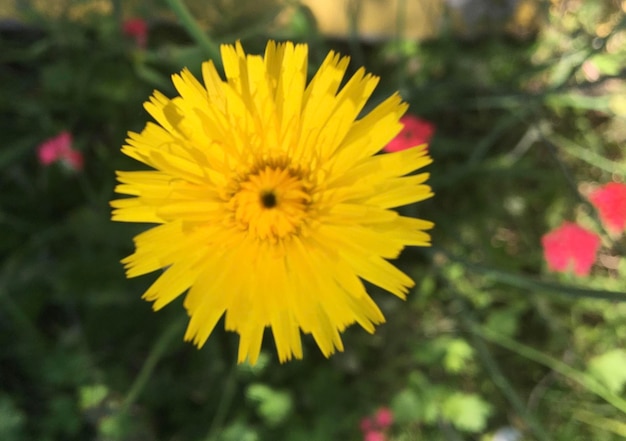 Close-up foto van een gele paardenbloem