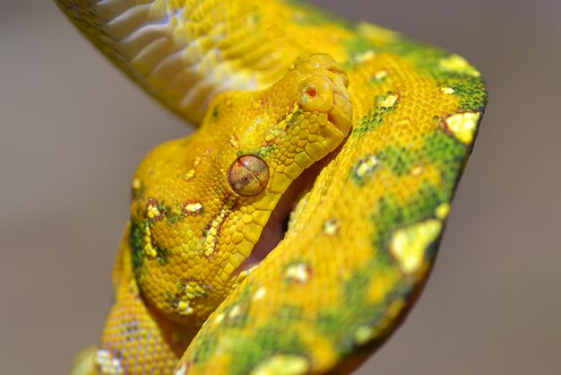 Close-up foto van een groene boom phyton