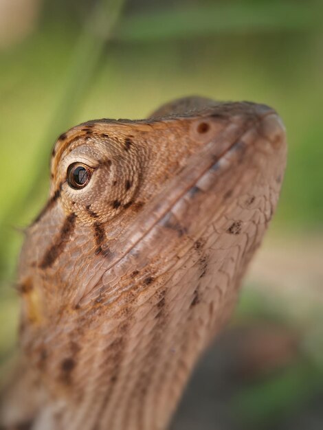 Foto close-up foto van een indiase hagedis