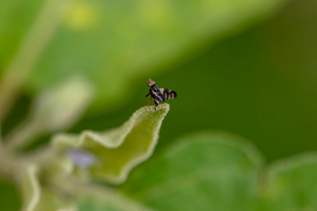 Close-up foto van een klein insect in de achtertuin op een blad selectieve focus groene achtergrond