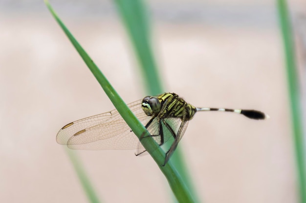 Close-up foto van een libel die op een blad zit