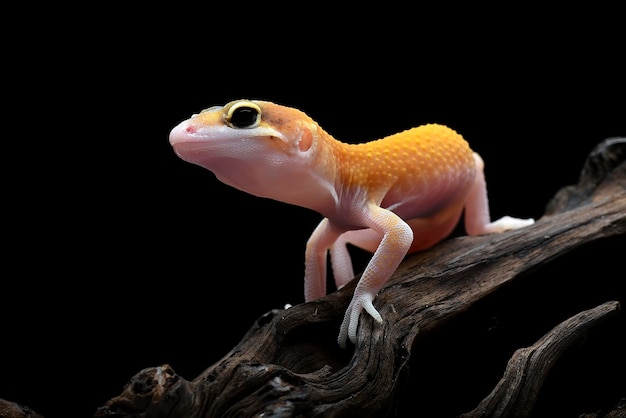 Close-up foto van een luipaardgekko met unieke ogen