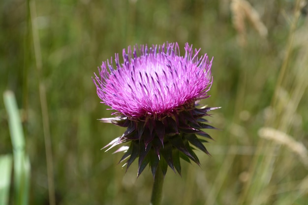 Close-up foto van een paarse paardenbloem