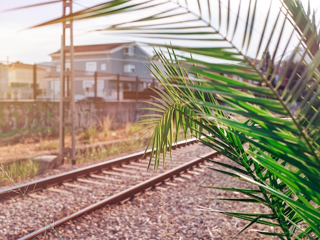 Close-up foto van een palmtak op een achtergrond van een spoorlijn en een buurt erachter