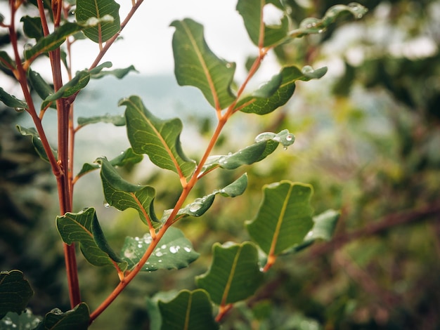 Close-up foto van een plantentak met kleine waterdruppels op bladeren in een dramatisch uitzicht