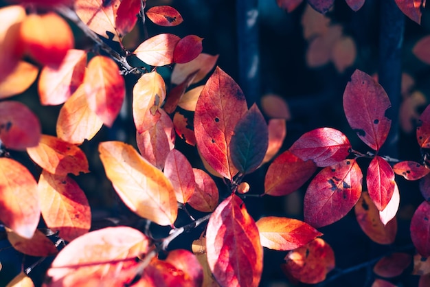 Close-up foto van een rode en gele bladeren van een struikplant in de herfst onder de zonnestralen