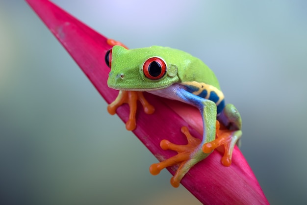 close-up foto van een roodogige boomkikker