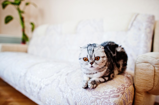 Close-up foto van een scottish fold kitten