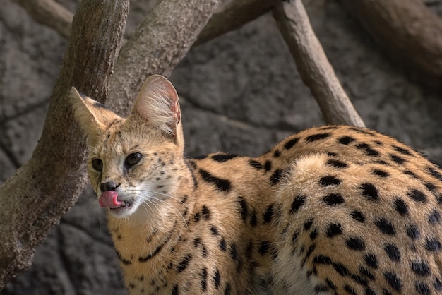 close-up foto van een serval kat