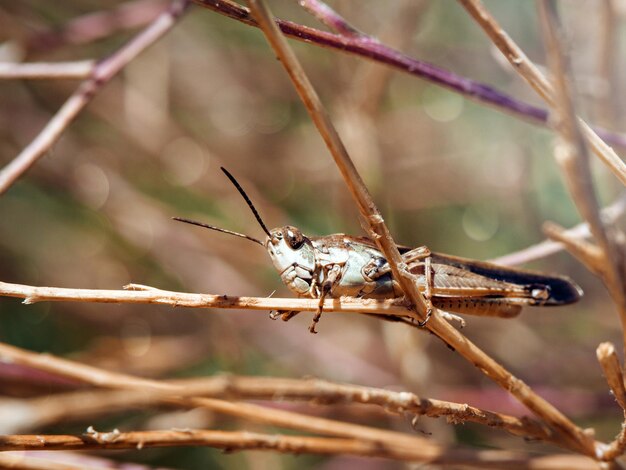 Close-up foto van een sprinkhaan zittend op een struik tak