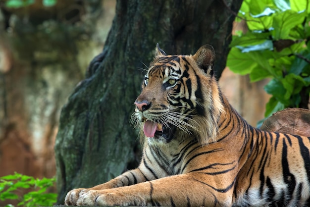 Close-up foto van een Sumatraanse tijger