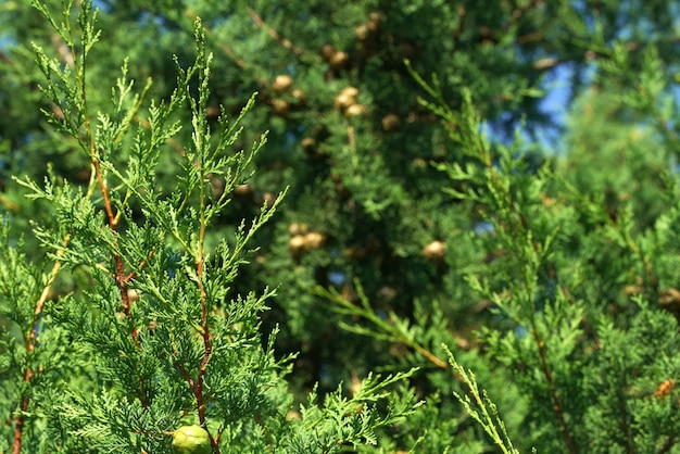 Close-up foto van een thuja boom