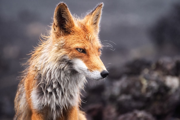 Close-up foto van een wilde rode vos