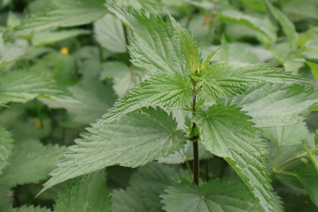 Close-up foto van groene brandnetelstruiken als achtergrond