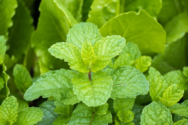 Close-up foto van groene pepermunt bladeren