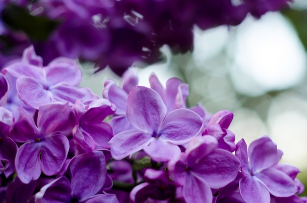 Close-up foto van heldere violet lila bloemen abstracte romantische bloemen achtergrond